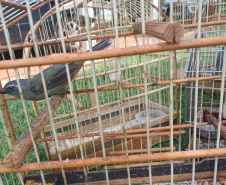 Técnicos do Instituto Água e Terra (IAT) resgataram seis aves silvestres que eram mantidas em cativeiro irregular em Umuarama