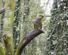 Guardiões da Fauna: IAT promove ação de educação ambiental em parceria com o Parque das Aves, em Foz do Iguaçu