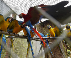 Guardiões da Fauna: IAT promove ação de educação ambiental em parceria com o Parque das Aves, em Foz do Iguaçu