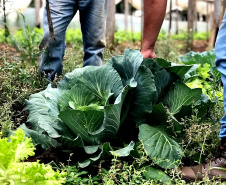Ciência a serviço do campo: Paraná investe R$ 14,7 milhões em nova fase do programa de orgânicos