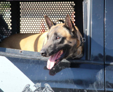 Inscrições para a 1ª Cãocorrida da Companhia com Cães da PMPR encerram nesta segunda (20)