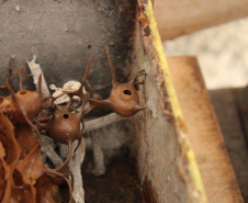Abelhas sem ferrão transformam escolas do Paraná em laboratórios vivos de educação ambiental
