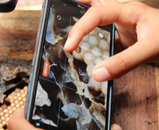 Abelhas sem ferrão transformam escolas do Paraná em laboratórios vivos de educação ambiental