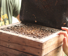 Abelhas sem ferrão transformam escolas do Paraná em laboratórios vivos de educação ambiental