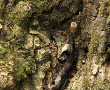 Abelhas sem ferrão transformam escolas do Paraná em laboratórios vivos de educação ambiental