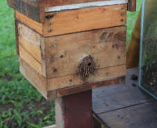 Abelhas sem ferrão transformam escolas do Paraná em laboratórios vivos de educação ambiental
