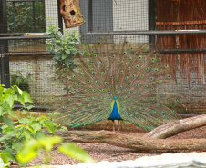 Zoológico Municipal de Cascavel ocupa uma área de cerca de 20 hectares de mata nativa e abriga diversos animais ameaçados de extinção.