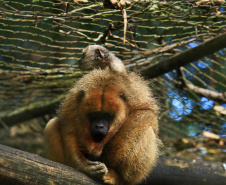 Zoológico Municipal de Cascavel ocupa uma área de cerca de 20 hectares de mata nativa e abriga diversos animais ameaçados de extinção.