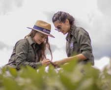Paraná incentiva o fomento à pesquisa com bolsas que cobrem toda a trajetória acadêmica e profissional