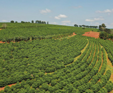 Prêmio Café Qualidade Paraná reconhece melhores produtores do Estado