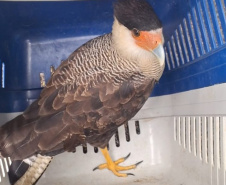 IAT reforço o pedido para convivência pacífica com animais como o urubu-preto, carcará e o gambá, que ficam naturalmente mais vulneráveis nesta época do ano por se proliferarem rapidamente