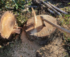 PCPR prende homem por desmatar 106 hectares de floresta em Rio Azul