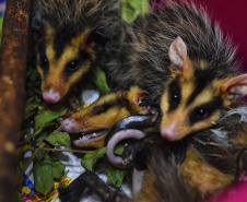 IAT reforço o pedido para convivência pacífica com animais como o urubu-preto, carcará e o gambá, que ficam naturalmente mais vulneráveis nesta época do ano por se proliferarem rapidamente