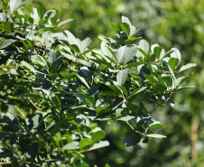 FUNDAÇÃO ARAUCÁRIA - NAPI Erva-Mate vai impulsionar inovação e sustentabilidade na cadeia produtiva