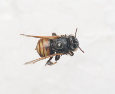 Com espetáculo cênico e musical e mostra multilinguagens, MUPA inaugura exposição “Céu-Eclipse”