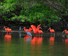 VIAJE PARANÁ - Experiências turísticas do Paraná são destaque em guia nacional durante a COP30