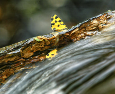 Trinta espaços ambientais do Paraná estarão abertos ao público durante o feriado prolongado da Consciência Negra