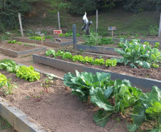 Hortas nutrem novos saberes e escolhas saudáveis nas escolas da rede pública do Paraná