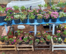 Hortas nutrem novos saberes e escolhas saudáveis nas escolas da rede pública do Paraná