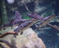 Novo atrativo: Foz do Iguaçu ganha um dos maiores aquários da América Latina