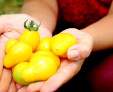 Produtor orgânico certificado pelo Tecpar tem juros reduzidos no Plano Safra