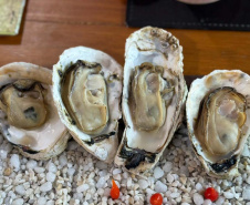 Paraná investe R$ 3 milhões em laboratório de sementes de ostra  cultivada no Litoral