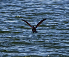 Programa de Conversão de Multas permite que cidadãos que receberem penalidades em razão de crimes ambientais possam destinar o valor para um dos 20 projetos sustentáveis executados pelo IAT