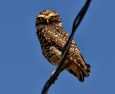 Programa de Conversão de Multas permite que cidadãos que receberem penalidades em razão de crimes ambientais possam destinar o valor para um dos 20 projetos sustentáveis executados pelo IAT