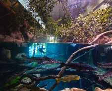 Novo atrativo: Foz do Iguaçu ganha um dos maiores aquários da América Latina