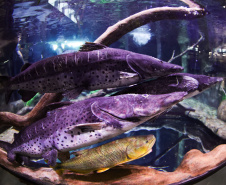 Novo atrativo: Foz do Iguaçu ganha um dos maiores aquários da América Latina