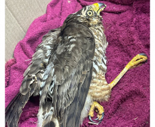 Rede Estadual de Manejo de Animais em Desastres (REMAD) já atendeu mais de 2.300 animais na região destruída pelo tornado da semana passada