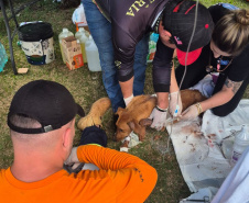 Rede Estadual de Manejo de Animais em Desastres (REMAD) já atendeu mais de 2.300 animais na região destruída pelo tornado da semana passada