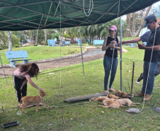 Rede Estadual de Manejo de Animais em Desastres (REMAD) já atendeu mais de 2.300 animais na região destruída pelo tornado da semana passada