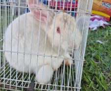 Rede Estadual de Manejo de Animais em Desastres (REMAD) já atendeu mais de 2.300 animais na região destruída pelo tornado da semana passada