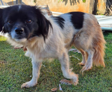 Rede Estadual de Manejo de Animais em Desastres (REMAD) já atendeu mais de 2.300 animais na região destruída pelo tornado da semana passada