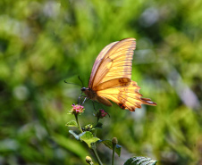 Programa de Conversão de Multas permite que cidadãos que receberem penalidades em razão de crimes ambientais possam destinar o valor para um dos 20 projetos sustentáveis executados pelo IAT