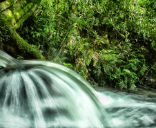Trinta espaços ambientais do Paraná estarão abertos ao público durante o feriado prolongado da Consciência Negra