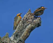 Programa de Conversão de Multas permite que cidadãos que receberem penalidades em razão de crimes ambientais possam destinar o valor para um dos 20 projetos sustentáveis executados pelo IAT