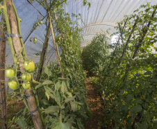 Produtor orgânico certificado pelo Tecpar tem juros reduzidos no Plano Safra