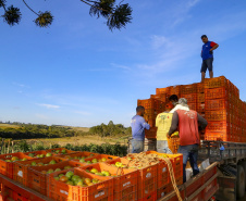 Duas ações do Paraná para segurança alimentar são reconhecidas em prêmio nacional