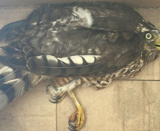 Unicentro lidera atendimento a animais silvestres vítimas do tornado no Paraná