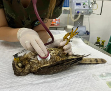 Unicentro lidera atendimento a animais silvestres vítimas do tornado no Paraná