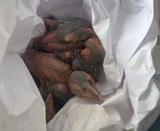 Unicentro lidera atendimento a animais silvestres vítimas do tornado no Paraná