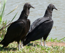 IAT reforço o pedido para convivência pacífica com animais como o urubu-preto, carcará e o gambá, que ficam naturalmente mais vulneráveis nesta época do ano por se proliferarem rapidamente