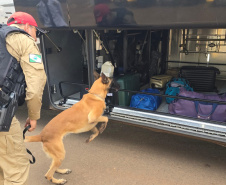 Missão Paraná III: Forças de segurança lançam nova edição da Operação Sinergia na região dos Campos Gerais e Centro do Estado
