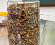 SESA - Ações no Norte Pioneiro somam mais de 5 mil capturas de escorpiões nos últimos meses