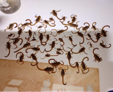 SESA - Ações no Norte Pioneiro somam mais de 5 mil capturas de escorpiões nos últimos meses