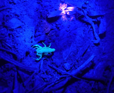 SESA - Ações no Norte Pioneiro somam mais de 5 mil capturas de escorpiões nos últimos meses