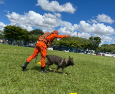 CBMPR realiza 2ª Certificação Nacional de Cães de Busca e Resgate em Cianorte