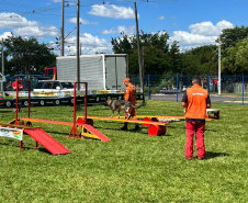 CBMPR realiza 2ª Certificação Nacional de Cães de Busca e Resgate em Cianorte